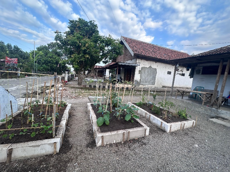 Budidaya tanaman Toga di lahan sempit